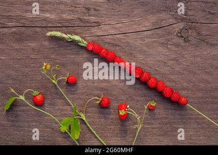 Fragaria vesca conosciuta anche come fragola selvaggia, fragola boschiva, bacca che cresce su prati e foreste selvaggi. Fragole selvatiche accatastate sulla pianta st Foto Stock