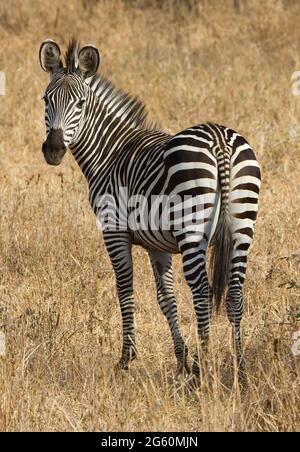 Una zebra, Equus quagga, guarda indietro alla fotocamera. Foto Stock