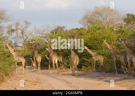 Una mandria di Masai giraffe attraversare la strada. Foto Stock