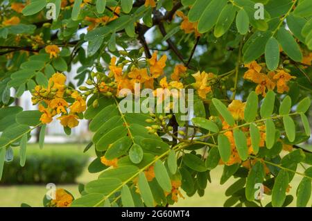 Il ramo di un albero che fiorisce in arancione. Sfondo di petali e fiori d'arancio Foto Stock