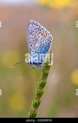 Farfalla blu comune su un gambo di erba nelle colline Cotswold UK Foto Stock