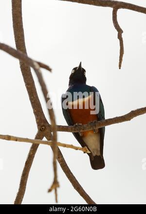 Una vista dal basso di un superbo starling, Lamprotornis superbus. Foto Stock