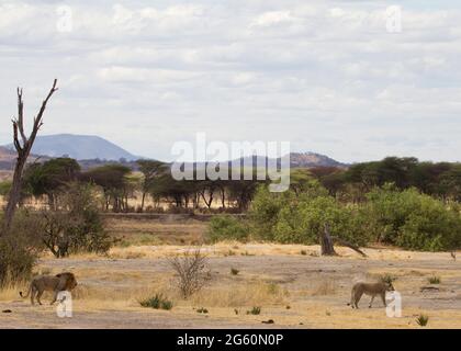 Un maschio di leone, Panthera leo, segue una femmina di Lion come lei cammina lontano. Foto Stock