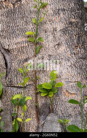 Germogli giovani su un tronco d'albero verticalmente Foto Stock