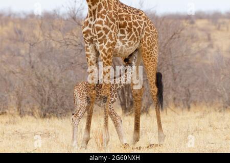 Un Masai Giraffe Calf infermieri da sua madre. Foto Stock