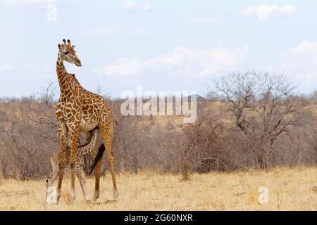 Una neonata Masai Giraffe Calf infermieri da sua madre. Foto Stock