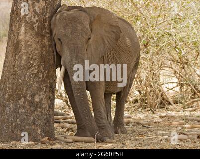 Un elefante, Loxodonta africana, appoggia la testa contro un albero di salsiccia. Foto Stock