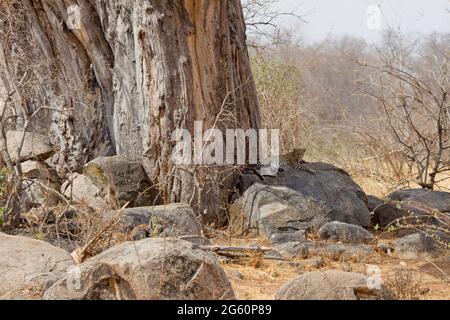 Un leopardo, Panthera pardus pardus, giace su di una roccia in ombra. Foto Stock