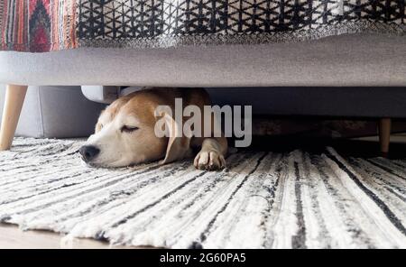 Pigro cane beagle dormire sotto il divano nel soggiorno. Immagine di concetto divertente degli animali domestici. Accogliente casa di concetto di immagine. Foto Stock