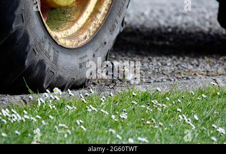 Pied wagtail che raccoglie cibo e pulcini di alimentazione Foto Stock