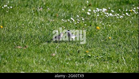 Pied wagtail che raccoglie cibo e pulcini di alimentazione Foto Stock