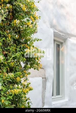 Fioriture honeysuckle su muro imbiancato. Facciata dell'edificio tradizionale, finestra bianca su una parete dipinta di fresco e decorazione di piante in fiore ascensione, c. Foto Stock