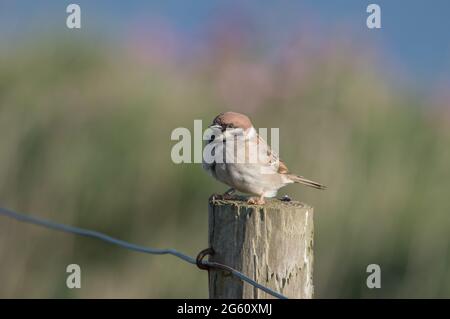 Tree Sparrow al RSPB Bempton Cliffs Foto Stock