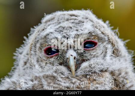 Francia, Doubs, Glay, Moulin de la Doue, fauna, uccello, riproduzione, giovane tawny Owl (Strix aluco) che esce dal suo nido in piena luce del giorno Foto Stock