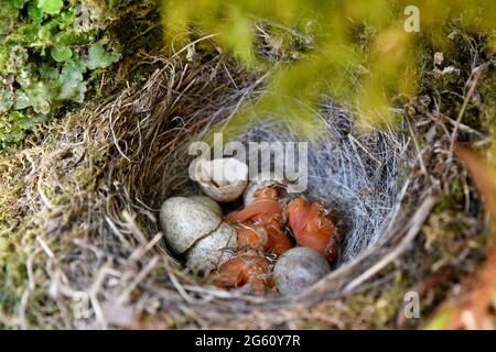 Francia, Doubs, fauna, uccello, riproduzione, Passereau, Waggail (Motacilla cinerea), nido, uova, pulcini da cova Foto Stock