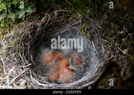 Francia, Doubs, fauna, uccello, riproduzione, Passereau, Waggail (Motacilla cinerea), nido, uova, pulcini da cova Foto Stock