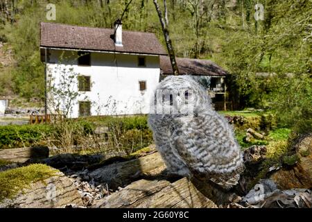 Francia, Doubs, Glay, Moulin de la Doue, fauna, uccello, riproduzione, giovane tawny Owl (Strix aluco) che esce dal suo nido in piena luce del giorno Foto Stock