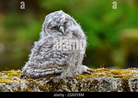 Francia, Doubs, Glay, Moulin de la Doue, fauna, uccello, riproduzione, giovane tawny Owl (Strix aluco) che esce dal suo nido in piena luce del giorno Foto Stock