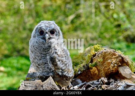 Francia, Doubs, Glay, Moulin de la Doue, fauna, uccello, riproduzione, giovane tawny Owl (Strix aluco) che esce dal suo nido in piena luce del giorno Foto Stock