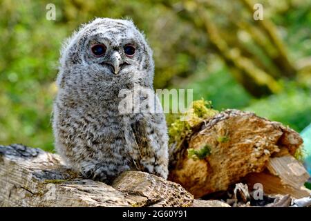 Francia, Doubs, Glay, Moulin de la Doue, fauna, uccello, riproduzione, giovane tawny Owl (Strix aluco) che esce dal suo nido in piena luce del giorno Foto Stock