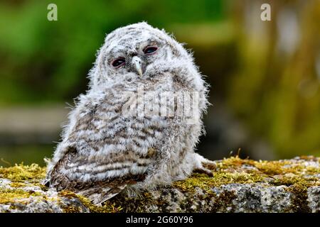 Francia, Doubs, Glay, Moulin de la Doue, fauna, uccello, riproduzione, giovane tawny Owl (Strix aluco) che esce dal suo nido in piena luce del giorno Foto Stock