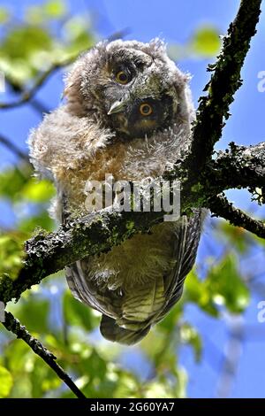 Francia, Doubs, fauna, uccello, riproduzione, Gufo ad orecchie lunghe (Asio otus), pulcino che ha lasciato il nido su un ramo Foto Stock