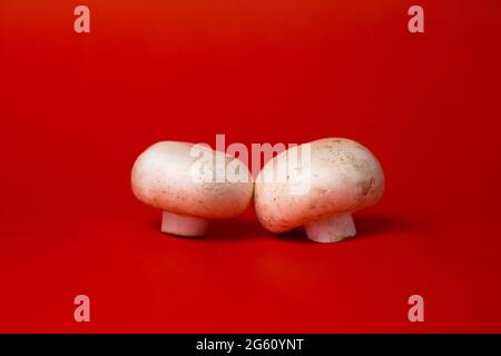 due funghi bianchi su fondo rosso Foto Stock