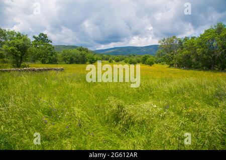 Prato. Pinilla de Buitrago, provincia di Madrid, Spagna. Foto Stock