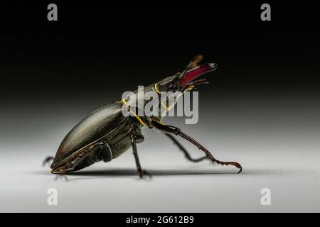 Vista laterale del barile europeo di stag maschile (Lucanus cervus) isolato su fondo grigio scuro e nero. Studio macro fotografia Foto Stock