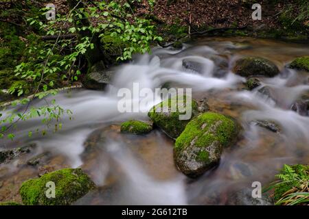 Francia, Alto Reno, Sewen, vicino al lago di Alfeld, torrente Seebach Foto Stock