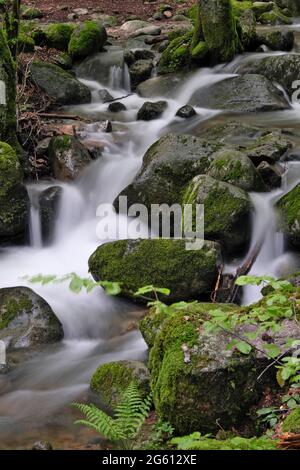 Francia, Alto Reno, Sewen, vicino al lago di Alfeld, torrente Seebach Foto Stock