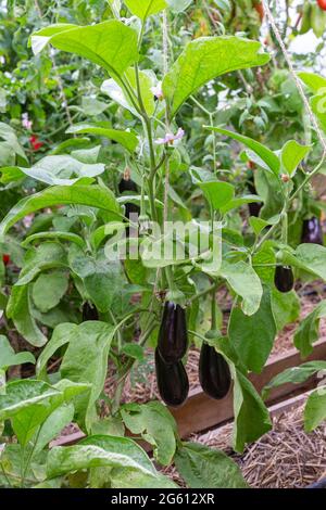 Francia, Ille et Vilaine, Corps Nuds, la Lande aux Pitois, Rocambole giardini, ortaggi artistici e giardini botanici in agricoltura biologica, un incontro tra arte e natura, coltivazione di melanzane (Solanum melongena) Foto Stock