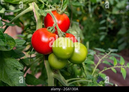 Francia, Ille et Vilaine, Corps Nuds, la Lande aux Pitois, Rocambole giardini, ortaggi artistici e giardini botanici in agricoltura biologica, un incontro tra arte e natura, coltivazione di pomodori sp. Foto Stock