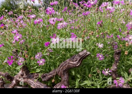 Francia, Ille et Vilaine, corpi nudi, la Lande aux Pitois, Rocambole giardini, ortaggi artistici e giardini botanici in agricoltura biologica, UN incontro tra arte e natura, massiccio fiorito Foto Stock