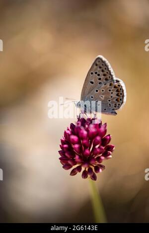 Francia, Alpi dell'alta Provenza, terra di Forcalquier, Lurs, farfalla blu comune (Polyommatus icarus) su porro di sabbia (Allium scorodoprasum) Foto Stock