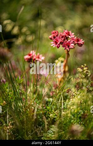 Francia, Alpi marittime, catena montuosa del Mercantour, alta valle del Var, Entraunes, Passo Cayolle, casa di ciottoli (Sempervivum arachnoideum) Foto Stock