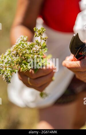 Francia, Alpes de Haute Provence, Castellane, Brans frazione, selezione di single selvatici con Christine BLANC GALLEANO, Origano o maggiorana selvatica (Origanum vulgare) Foto Stock