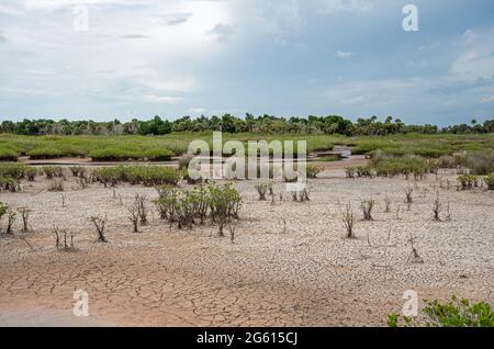 Condizioni di asciutto al Merritt Island National Wildlife Refuge. Foto Stock