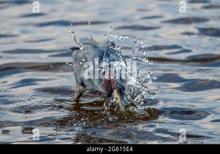 Un airone blu ittle pesca in acque poco profonde. Foto Stock