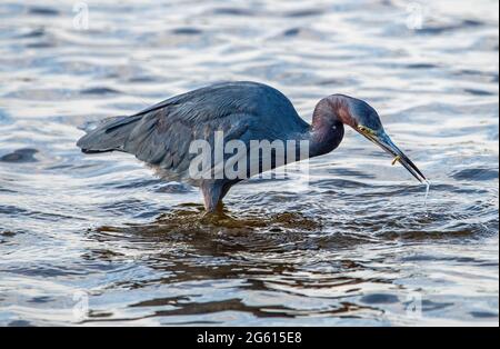 Un airone blu ittle pesca in acque poco profonde. Foto Stock