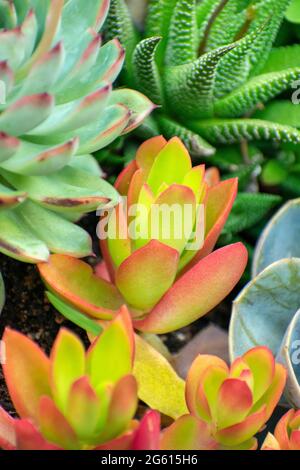 Piante succulente Kalanchoe Luciae Foto Stock