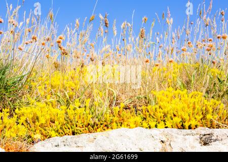 , o stonecrop, crescendo selvatico sulla costa del Northumberland, Regno Unito Foto Stock