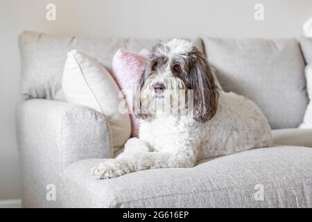 Un grande cucciolo di labradoodle adagiato su un divano di colore chiaro. Foto Stock