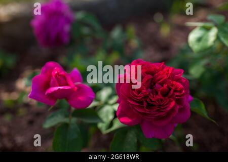 Rosa magenta William Shakespeare fiorisce nel giardino estivo. Inglese David Austin selezione rose fiori Foto Stock