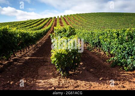 Vigneti nel mese di ottobre, la Rioja, Spagna Foto Stock