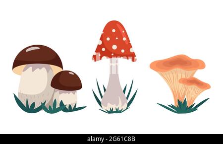 Varietà di funghi, set di funghi - alieni e commestibili, vettoriale clip art in stile piatto. Isolato Illustrazione Vettoriale