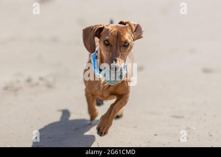Marrone dachshund capelli corti che corre sulla spiaggia di Camperduin, con una palla blu nel suo muso e guardando la macchina fotografica, sole primavera giorno in Nord Hol Foto Stock