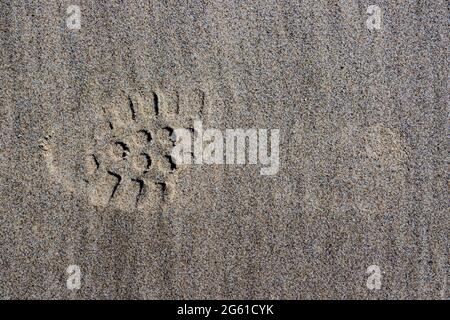 Impronta parziale della suola di una scarpa nella sabbia marrone bagnata della spiaggia, giorno di sole. Forma e struttura Foto Stock