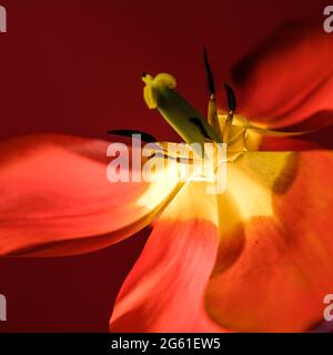 Sfondo offuscato astratto - tulipani rossi su una scurezza, sfondo in luce soffusa sul retro o sul lato. Tulipano fiori sfondo per cartolina o banner, copia s Foto Stock