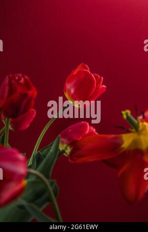 Sfondo offuscato astratto - tulipani rossi su una scurezza, sfondo in luce soffusa sul retro o sul lato. Tulipano fiori sfondo per cartolina o banner, copia s Foto Stock